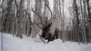 Slow Motion: Close Up Low Shot of Caribou Walking in Alaskan Snowy Wilderness, Fairbanks, Alaska