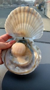 3.3K views · 66 reactions | Sea ️ shell  eating ASMR video welcome friends ‍♀️殺❣️珞殺 | Asmr Maker | Facebook