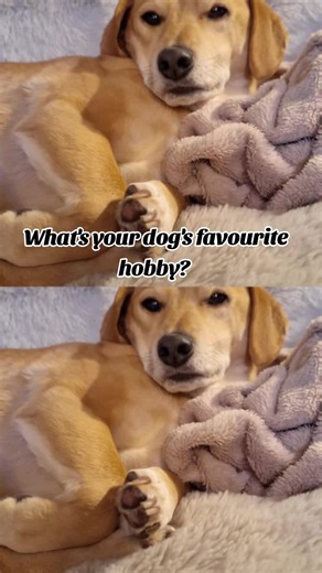 Rocco from the Rocco the Rock Star Dog Adventure Books #DogTok #BookTok #TrueDogStory #AdventureBooks #RaisingReaders