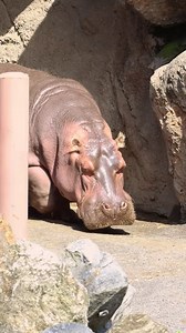 48K views · 2.7K reactions | Some hungry hungry hippos 鍊 | Philadelphia Zoo | Facebook