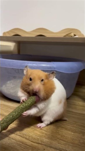6358:Greedy hamster stuffs snack larger than its head in China