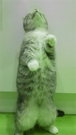 One Direction Beautiful #cat #kitten #cute #song #onedirection #beautiful #dance #fun --reuploaded