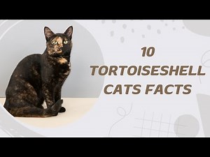 10 Tortoiseshell Cats Facts