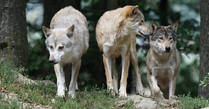 Photograph of a Wolf Pack Explains ‘Alpha’ Behavior?
