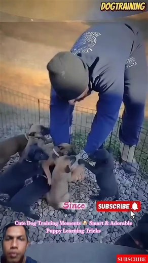 Cute Dog Training Moments 🐶 Smart & Adorable Puppy Learning Tricks #dog #dogcoach #pets #cutedog
