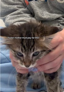Spicy Kitten's Villain Origin Story | Foster Kitten Chaos