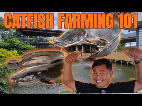 Why Catfish Farming Is a Smart Business for Financial Freedom