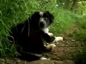 Border Collie Sheepdog Cute Dogs Puppies playing Movie Trailer