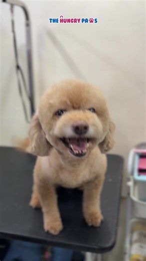 Pampering Shamu: The Perfect Poodle Summer Cut