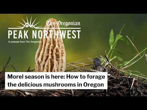 Morel season is here: How to forage the delicious mushrooms in Oregon