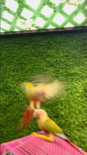 Conure Parrot Showing Off Gymnastics Tricks!🤣