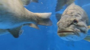 B.C. biologist fights invasive fish in Cultus Lake