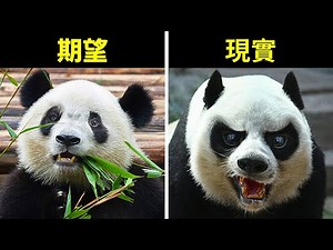 18種完全非無害的可愛動物