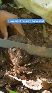 2.5M views · 10K reactions | This is how Brazilian nuts are harvested. #food #foodinsider #businessinsiderssa | Business Insider Africa | Facebook