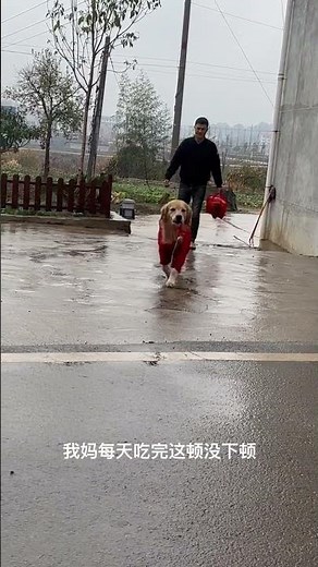 昨天姑姑搬走77的南瓜，爸爸带77去玩，顺便带了点腊肉回来，77在姑姑家躺了两小时，姑姑硬要给腊肉，77不要，你们相信吗