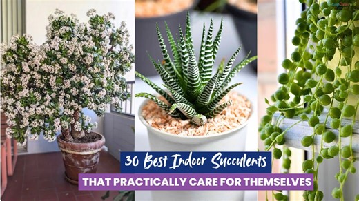 Easy care indoor succulents: 30 plants that do it all