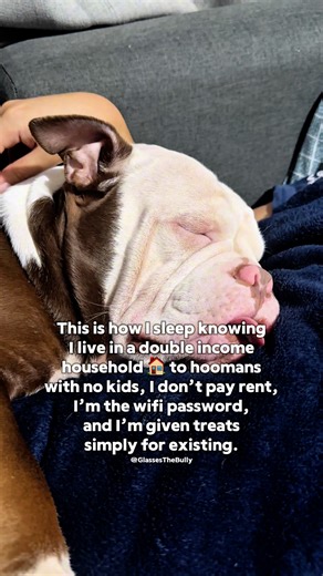 What’s your wifi password? 🐾😂🐾 #followus #pet #americanbully #funny #cute #petlove #petcommunity #puppy #fbreels #dog #fblifestyle | Glasses the Bully