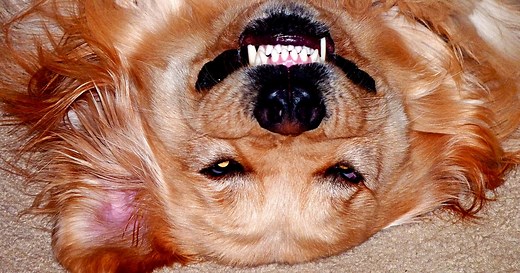 75 Dog Jokes That'll Have You Barking With Laughter