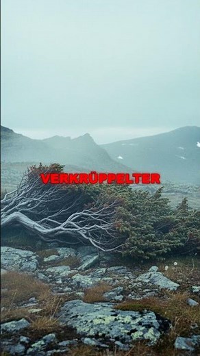 9.550 Jahre alt... aber sein Stamm ist nur Hunderte Jahre jung! 🌲🤯