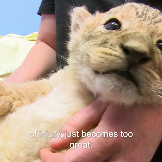 This baby lion's mom couldn't care for her, so Dr Chris develops a plan to have a Labrador be her surrogate mother ❤️ | Bondi Vet