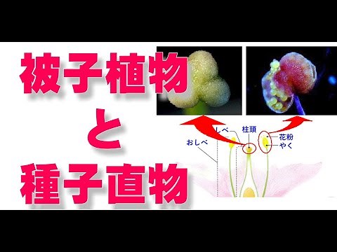 中１ 理科 植物の世界 【 被子植物 胚珠 種子 子房 果実 花のつくり 】