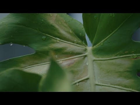 Leica SL2のLUTが超絶最高！！FX3のS-Logとの相性が良すぎ！