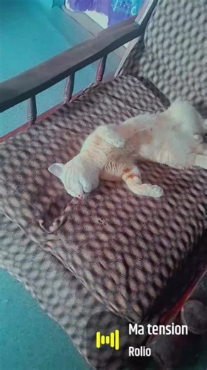 #delvar #tiktokviral #fidele a dieu mon chouchou d'amour #pourtoipage