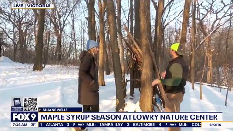 Syrup season: How to identify and tap a maple tree