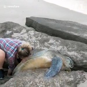 692K views · 6.1K reactions | This courageous couple spotted a struggling turtle and knew they had to help ❤️ | VT | Facebook