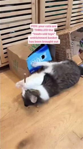 They love trash 😂 Follow for more Agnes and Steven 💖 #catenrichment #cattoys #funnycats