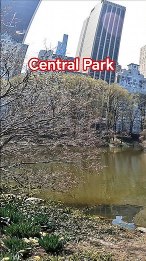 Walking Through Central Park NYC 🇺🇸 | The Most Beautiful Urban Park in the World #newyorkcity #usa