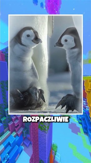 Nie mogli skazać tych pingwinów na zamarznięcie ❄️😥
