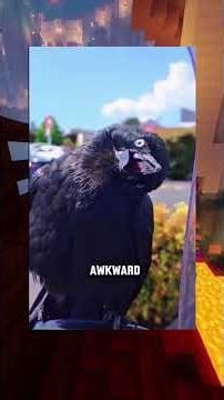 Crows Being absolute Menaces for 60 Seconds 😂💀