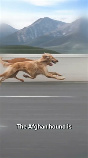 This Dog Is Faster Than Most Cars 😳🐕⚡
