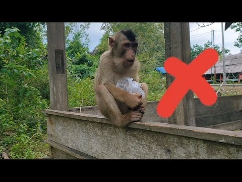 How to Calm a Hungry Monkey and Stop Aggressive Behavior