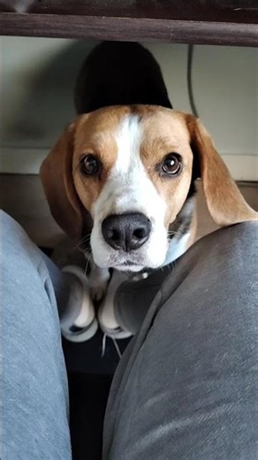 30 sec week 3 of diet beagle #beagle #puppy #dog #dogshorts #犬 #chien #ビーグル