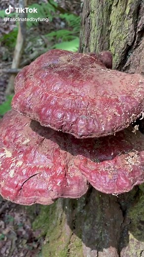 Reishi mushrooms grown on Hemlock in Pennsylvania (August 2021) #ganoderma #reishi #polypore #mushroom #mycology #fungi #mycophile #hongos #mantar