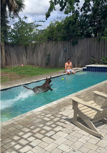 He’s like what are you doing in my pool?😂 #chocolatelab #labrador #dogswimming #labradorretriever #chocolatelabsoftiktok