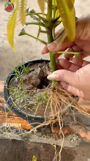 18M views · 230K reactions | How to growing mango tree many fruits #mango #gardening #bhfyp #nutrition #fruitlover #fruits #fitness #fruitgarden #shortsfeed #instagram #tree #fruittree #fruittrees #grafting #reelsvideo #shortsreels #shortsviral #garden #shortsvideo #satisfying #fruit #shots #reelsfb #fruitsalad #freshfruit #agriculture #trees | Tree Garden | Facebook