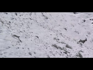 Snow Leopard incredible flight, fall and fight - rare footage from the Himalaya