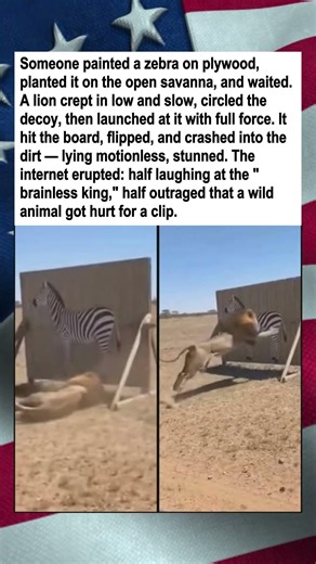 Lion Attacks Fake Zebra, Knocks Itself Out