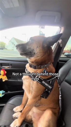 pov:you’ve got a drama queen dog #fyp #dog