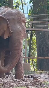 Tiktok and Mae Kheow's Deep Bond Rescued elephants Tiktok and Mae Kheow have forged a beautiful friendship since their arrival at Elephant Nature Park. It’s so satisfying to watch them trumpet cheerfully, dig wildly into the soft earth with their feet, and play with the old tyre….a spontaneous rejoicing of their newfound freedom and companionship. เพลิดเพลินไปกับเสียงแห่งความสนุกของสองเพื่อรัก แม่ติ้กต้อกและแม่เขียวที่เปล่งเสียงแห่งความสุขเมื่อเล่นห่วงยางใน โคลนด้วยกันคะ #ElephantNaturePark #Sav