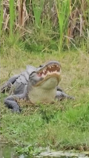Why Do Alligators Sit With Their Mouths Open