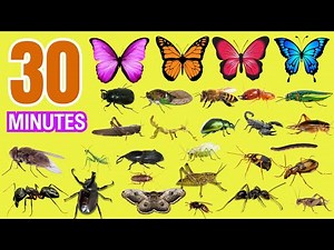 30 MINUTES Learn Bugs Names FOR EVERYBODY