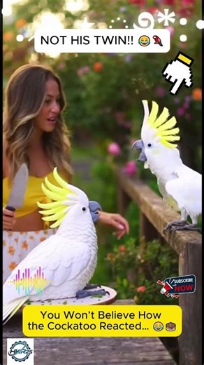 He Saw the Cake… and LOST HIS MIND! 😂🦜 #viralshorts #cockatoo #funnyanimals