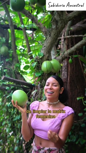 🌿💧 TOTUMO – El fruto que limpia y fortalece el vientre femenino (Crescentia cujete L.) --- 🍈 Un remedio ancestral para la fertilidad El totumo, también conocido como calabazo o jícaro, es un árbol sagrado en muchas culturas latinoamericanas. Más allá de su uso artesanal, sus frutos, hojas y corteza tienen una larga tradición en la medicina natural como depurativos del útero y reguladores hormonales, especialmente valorados por mujeres que buscan restaurar la fertilidad o equilibrar su ciclo m