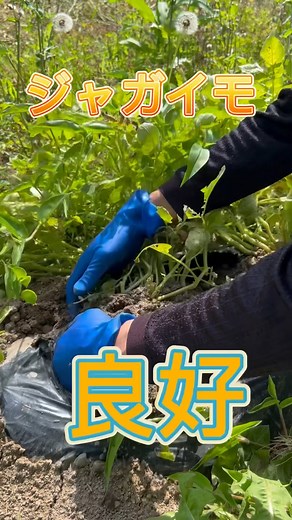 Digging potatoes #potato cultivation #home garden