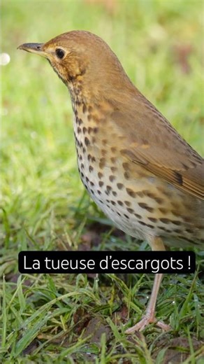 Song thrush #nature #bird #ornithology