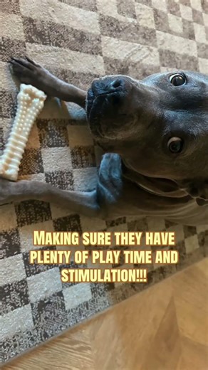 The key to being a great petsitter #petcare #petlover #petsitters #petsitting